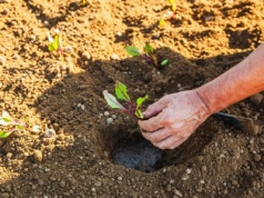 Tych roślin nigdy nie sadź w ogrodzie. Kary są niebotyczne