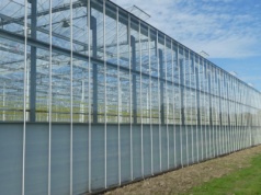 Holandia zwiększyła powierzchnię upraw warzyw szklarniowych w 2025r. Ubyło szklarni z kwiatami