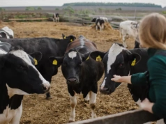 Kto naprawdę decyduje o cenach mleka w Polsce?