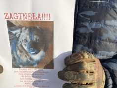 Zaginęła Kula. Kilkadziesiąt osób szuka małej suni, która uciekła w Łodzi w sylwestrową noc