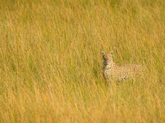 10 najlepiej zakamuflowanych zwierząt świata