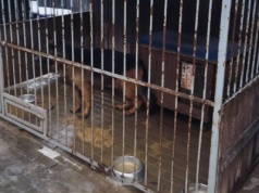 Koszmar zwierząt w bytomskim schronisku. Właścicielka dostaje miliony, a władze... nie widzą nieprawidłowości