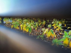 Centrum Usług Komunalnych podsumowało jesienne nasadzenia