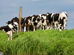 260 hodowców bydła wciąż nie odzyskało swoich pieniędzy. Nie składają broni