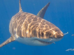 Śmiertelny atak rekina. 56-letnia Amerykanka nie miała żadnych szans