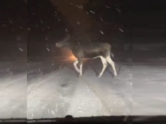 Nagranie z lubelskiej ulicy. Łosie spacerują po drodze nie zwracając uwagi na samochody