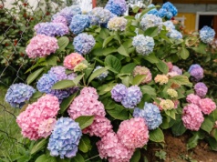 Zamiast wyrzucać, zrób nawóz. Hortensje zaleją ogród morzem kwiatów