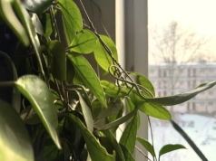 Wlej to zimą do doniczki. Hoya zacznie szykować pąki, zanim przyjdzie wiosna