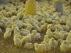 Na sprzedaż ferma drobiu pod Lwowem. Za ile?