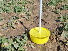 Po mrozach to te szkodniki zaatakują oziminy jako pierwsze