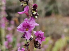 Kwitnie zimą. Tajemniczy krzew z dawnych ogrodów