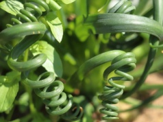 Ta roślina wygląda jakby była cała ze sprężynek. I na dodatek bosko pachnie