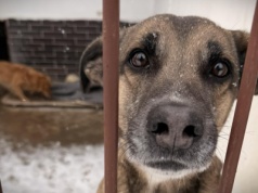 Krakowianie znów pokazali serce. W obliczu mrozów mieszkańcy ruszyli na pomoc psom ze schronisk