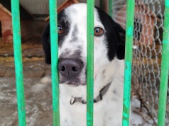 Ostatni dzień Akcji Mrozy w Tarnowskim Azylu. 60 psów wciąż czeka na ciepłe schronienie
