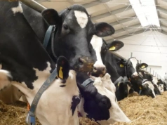 Jeden wynik, a tyle informacji o dawce i płodności krów