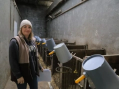 Jakie metody oceny siary zaleca zootechniczka w gospodarstwie?