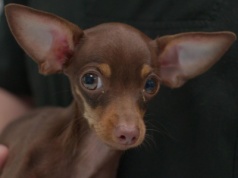 Myślisz, że twój pies to kanapowiec? Badania mówią co innego. Ślady wilka skrywa nawet chihuahua