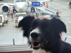Zwierzaki na pokładzie. Kraków Airport Balice przyjazne czworonogom