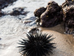 Kolczasty filar raf znika. Zjawisko od Atlantyku po Morze Czerwone