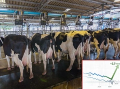 Jak zmieni się mapa mleka w UE? Zachód zwija produkcję, Polska rośnie