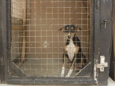 Schronisko w trakcie likwidacji, właściciel w szpitalu. Pilnie poszukiwani chętni do adopcji psów