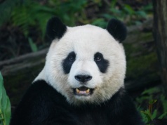 Pandabuy. Czy zakupy tutaj są legalne i bezpieczne?