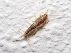 Rybiki w łazience? Ten domowy trik z ziemniakiem działa już po jednej nocy