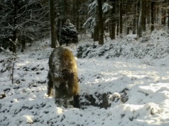 „Dzik jest dziki” – pisał Brzechwa. Jeden udaje spokojnego