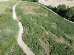 „Zostaniemy bez paszy dla krów”. Rolnicy z Wielkopolski walczą o odszkodowania