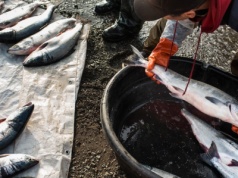 Ta ryba kosztuje więcej niż wagyu. Rybacy ryzykują życie, by złowić jedną sztukę