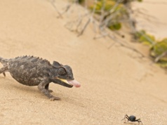 Naukowcy są w szoku. To pierwsze takie zwierzę lądowe. Szybkie jak wiatr