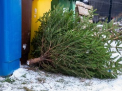 500 zł mandatu za rozebraną choinkę. Strażnicy sprawdzają i nie mają litości
