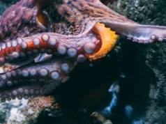 Naukowcy stworzyli materiał inspirowany ośmiornicami. Wygląda niesamowicie!