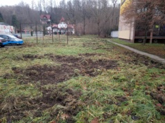 Władza bierze się za dziki