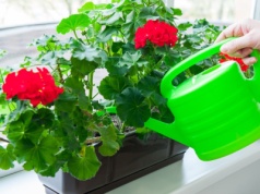 Pelargonie w doniczkach obsypią się morzem kwiatów. Wystarczy, że wykonasz ten prosty zabieg już dziś