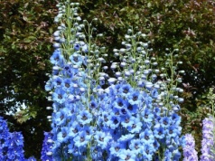 Zasadź raz i zapomnij o wykopywaniu. Te byliny kwitną latami i nie boją się mrozu