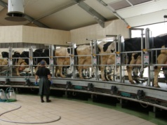 Marcin Hydzik o kryzysie na rynku mleka. Jak długo może to potrwać?