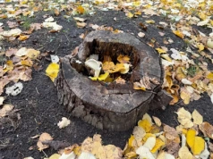 Nie kop, nie pal, nie truj gleby. Tak ogrodnicy pozbywają się pnia po drzewie