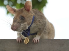 Gigantyczne szczury dostały pracę. Założą im specjalne plecaki