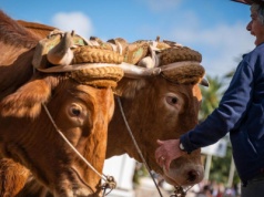 Miłość do bydła na Teneryfie. Ginąca tradycja w czasach kryzysu