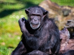 Mózg człowieka w zagadkowy sposób reaguje na głos szympansa. Ten fenomen może odpowiedzieć na jedno z najważniejszych pytań