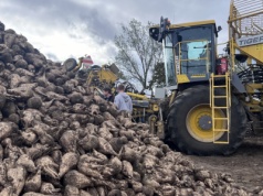 Rolnicy alarmują o systemowych błędach przy odbiorze. „Potrącenia aż do 18 proc. obniżają opłacalność”