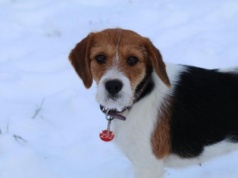 Toruńskie schronisko prosi o pomoc. Niektórym psom trudno przetrwać zimę