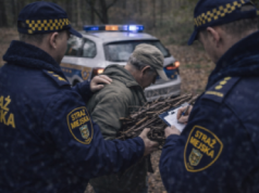 Zbierasz chrust w lesie? Grozi ci 5 lat więzienia i nawiązka. Liczy się 800 zł