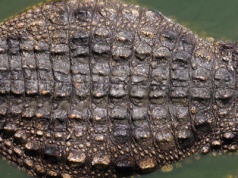 Tyranozaur to niejedyny rex. Wodny drapieżnik wielki jak autobus