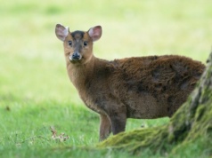 Maluch z Polski podbił cały świat. Jest nowe, zaskakujące wideo