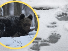 Silny mróz uśpił niedźwiedzie w Bieszczadach. "Tylko na jakiś czas"