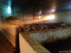 Ceny tuczników 2026. Katastrofalny początek roku