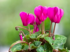Nie tylko grudnik. Kwiaty, które kwitną, gdy za oknem śnieg i mróz