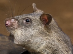 Wielkoszczury ruszą na ratunek ludziom. Będą miały plecaki i lokalizatory GPS